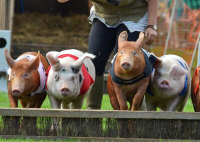 Pigs Racing at Mirfield