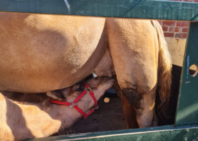 Camel Trekking at Josephs Amazing Camels
